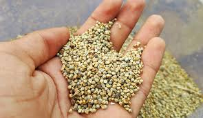 Millet Grain